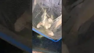 How Bad Power Supplies Can Kill Your Fish