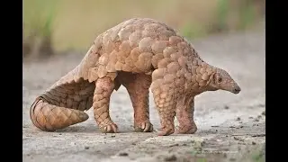 OS 7 ANIMAIS MAIS RAROS DO MUNDO!