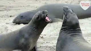 Cute Animal Battles