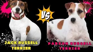 Jack Russell Terrier VS Parson Russell Terrier