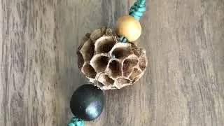 種子手作-楓香果實處理過程