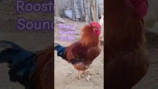 Why Is My Rooster Making Such a Strange Noise?