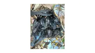  Karenni new video Hunting to Karenni state 🐦&zwj;⬛🐦&zwj;⬛🐦&zwj;⬛