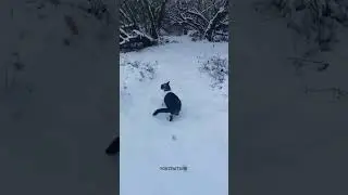 madame minette she wants to play with surroundings it's too cold ❄️ nature #environment #animals