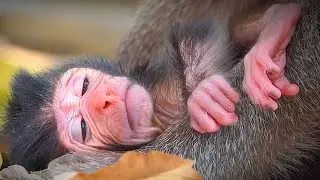 Cutest moments , lovely newborn baby monkey , Adorable Wildlife