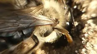 Stylopsfemale