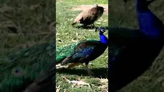 mor peacock sound relaxing video #short #आरामदायकसंगीत