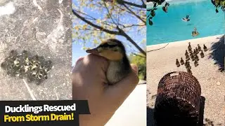 Ducklings Rescued From Storm Drain And Reunited With Mom