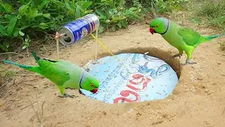 Amazing Deep Hole Unique Quick Parrot Trap Using Bottle With Box - Bird Trap Work 100%