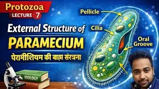 Paramecium का बाह्य संरचना | External Structure of Paramecium | Zoology