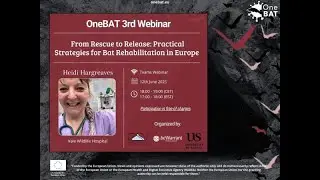 OneBAT 3rd Webinar | From Rescue to Release: Practical Strategies for Bat Rehabilitation in Europe