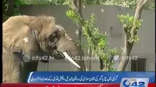 42 Report: Routine of Suzi elephant changed due to weather change