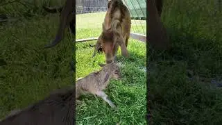 Nubian goat birthing on pasture