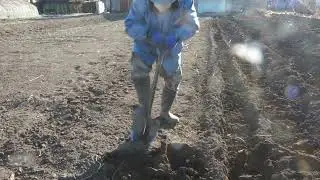 野菜畑　天地返し　寒晒し　22日目　2月2日