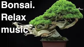 Bonsai.Relax music.| 2 hours
