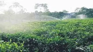 Irrigation System of Tea Garden | Dooars Tea Garden beauty💚