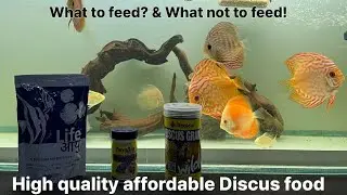 Best food for #discusfish growth and colour #aquarium #discusbreeding #fish ​⁠​⁠#discustank #food
