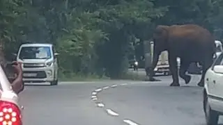 #shorts #wasgamuwa #wild #elephant #elephant #srilanka#ctr #india #usa