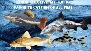 Aqua Alex LIVE: My Top 10 Favorite Catfish of All Time!