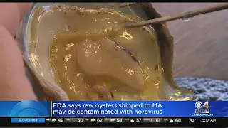 FDA: Raw Oysters Shipped To Massachusetts May Be Contaminated With Norovirus