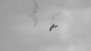 PATRICK HAMILTON - Winged melancholy (OFFICIAL VIDEO)