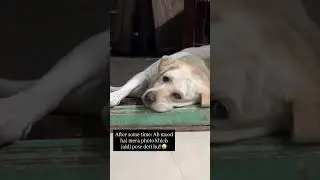 #UnconditionalLove #ForeverFriend #MyBuddy #DogEmotions #BestFriendGoals #PetBond #LoyalHeart