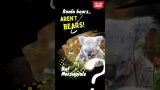 Are Koala and Panda bears? #animals