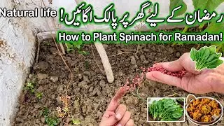 Natural life,￼ Ramadan preparations, How to plant spinach, What is essential in Ramadan?💪💪💪