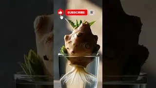 From Kitchen Waste to New Plant 🌿 | Vegetable Regrowth Timelapse