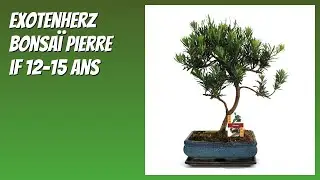 AVIS (2026) : Exotenherz Bonsaï Pierre if 12-15 ans. DÉTAILS