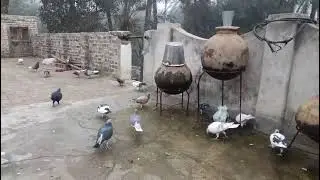 Beautiful pigeons feeding on rooftop | peaceful village garden with natural bird sounds #birds