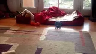 Corgi Frapping