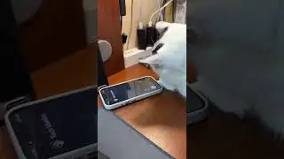 My Cat Was Sleeping on my iPhone 15 Pro but Suddenly an Incoming Call Awakened Him