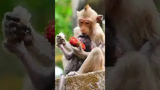 Monkey Family #cuteanimals #animal #monkeydluffy #monkeybon #fyp #fypシ #monkey