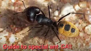 Guide to special ant CA!!| The Ants Underground Kingdom| #theants