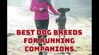 Podcast 77: Best dog breeds for running companions