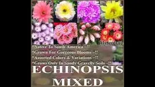 Echinopsis Species mixed Seed - Cactus Seeds - AKA Hedgehog cactus Seeds on  www.MySeeds.Co