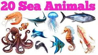 20 समुद्री जानवरों के नाम सीखें |20 Sea Animals Names in Hindi,English  for Kids Vocabulary Learning