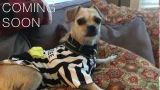PAWlympics Oatmeal Referee