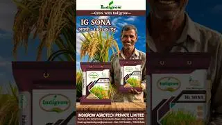 IG SONA धान का बीज &ndash; पानी वाले क्षेत्रों के लिए सबसे बेहतर वैरायटी | 140&ndash;145 दिन | Indigrow Agrotech