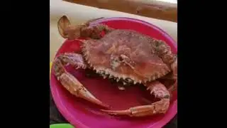 Zanzibaras kalmarai, krabai, unguriai, omarai