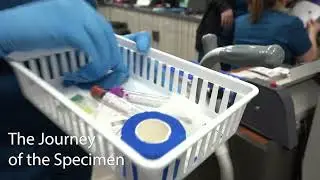 What Happens to Your Blood After It’s Drawn? The Journey of a Sample at NYCBS
