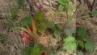 LoganLey_VideoResume