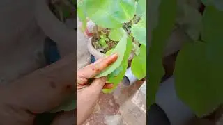 remove kidney stone leaves #helth #nachral#madison