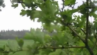 Wolica Deszczowy maj