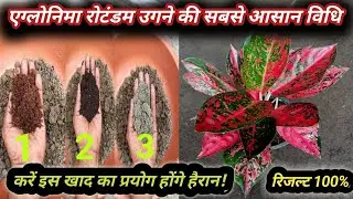 Best way to plant Aglaonema rotundum in a pot || grow red Aglaonema Rotundum @GardeningFamily