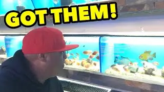BOUGHT RARE EXOTIC FISH FOR MY BIRTHDAY!