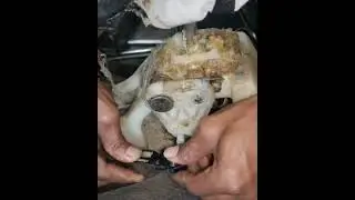 Swift GEAR Lever Bush Replacement Made EASY!#automobile #shorts