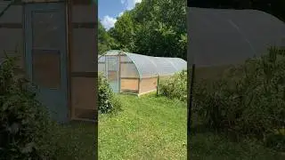 Building our high tunnel greenhouse with cattle panels. #farm #hightunnel #homestead #greenhouse