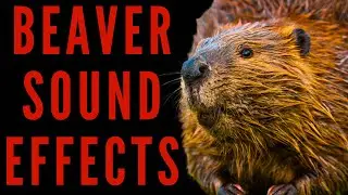 BEAVER SOUND EFFECTS -What Does A Beaver Sound Like | Maktub_ytv